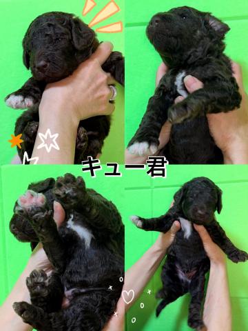 MIXラブラドゥードル