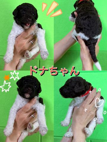 MIXラブラドゥードル