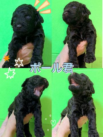 MIXラブラドゥードル