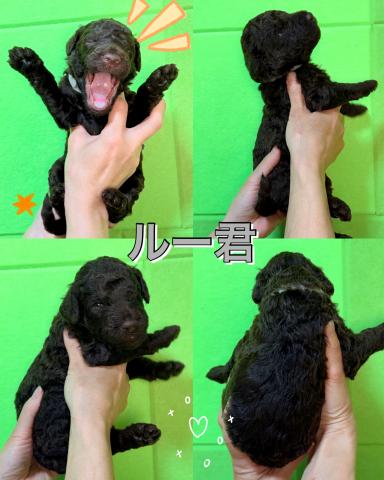 MIXラブラドゥードル