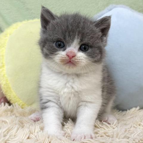 ブリティッシュショートヘア