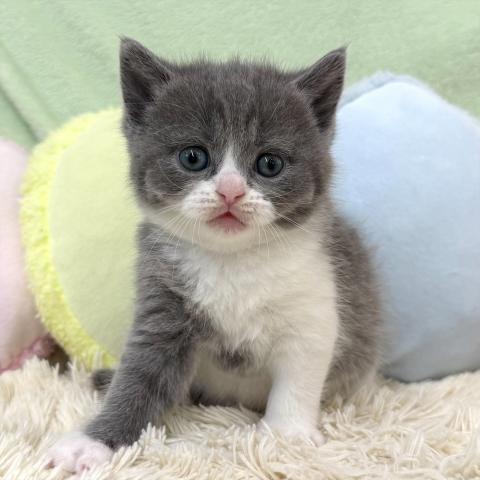 ブリティッシュショートヘア