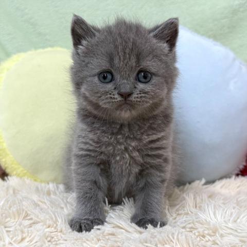 ブリティッシュショートヘア