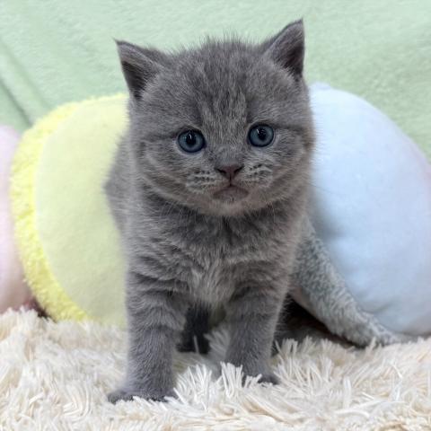 ブリティッシュショートヘア