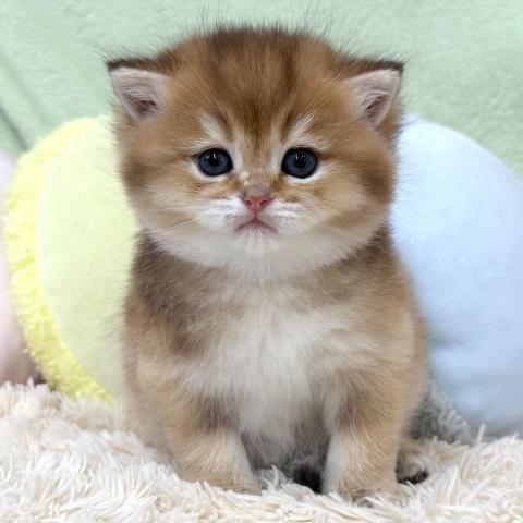 ブリティッシュショートヘア