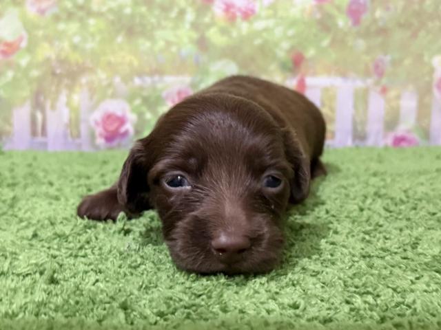 カニンヘンダックスフンド