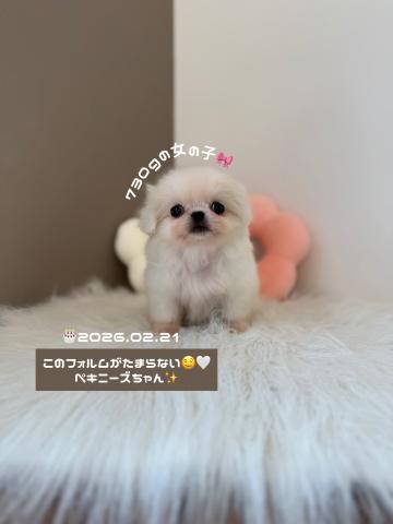 ペキニーズフォルムが可愛すぎます‎🤍