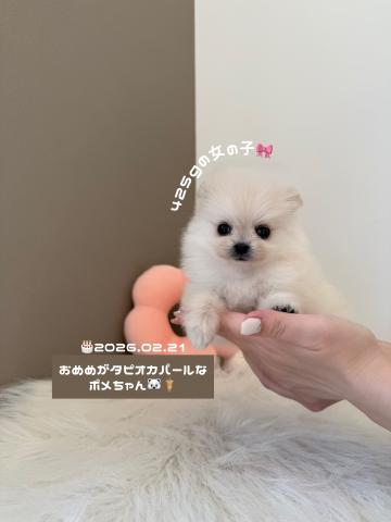 ポメラニアンとっても小柄さん🐻‍❄️‎🤍