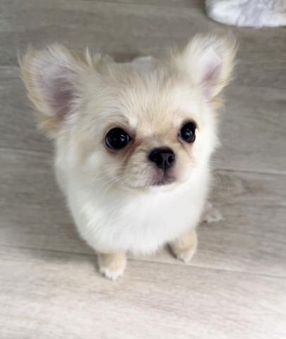 チワワ（ロングコート）