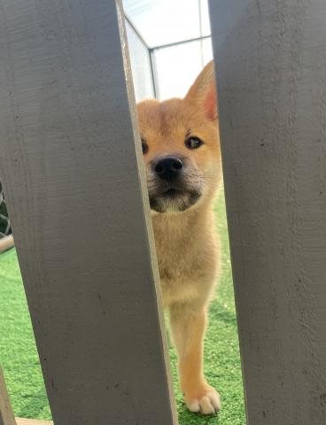 柴犬【エイプリル特価のワンワン】人気の柴犬💕可愛い仕草をするお茶目な子💕おトイレも覚えた賢い子💕信じられないくらいお得すぎるお迎え総額‼︎ホントに安い〜♪11万円🌸安すぎる〜♪
