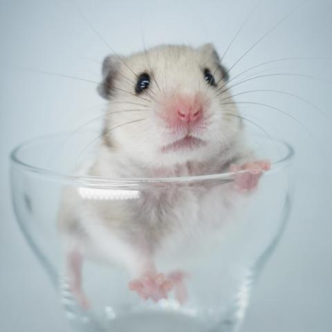 シリアンハムスター(クリームバンデット)
