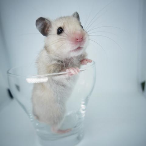 シリアンハムスター(クリームバンデット)