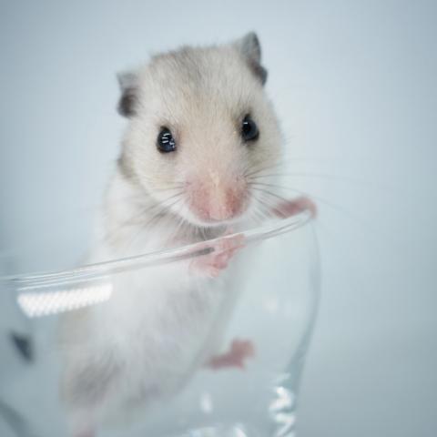 シリアンハムスター(クリームバンデット)