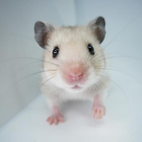 シリアンハムスター(クリームバンデット)