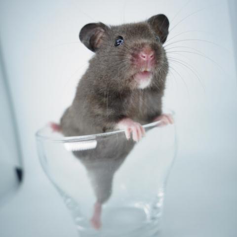 シリアンハムスター(ブラック)