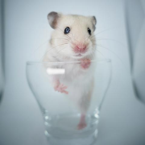 シリアンハムスター(クリームバンデット)