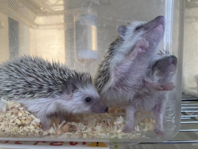 ヨツユビハリネズミ