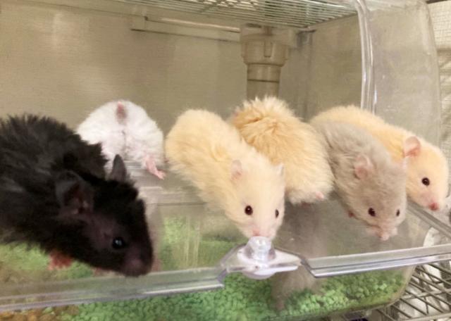 ゴールデンハムスター