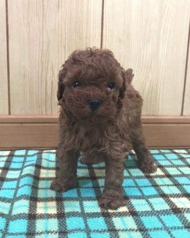 トイプードル