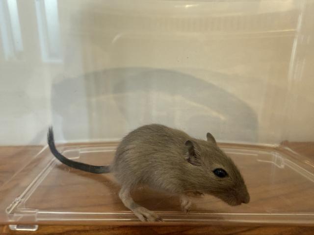 カラージャービル