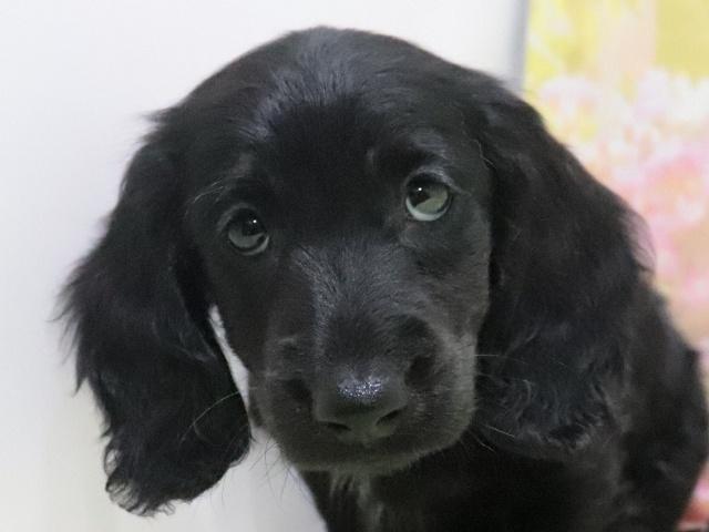 カニンヘンダックスフンド