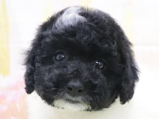 トイプードル