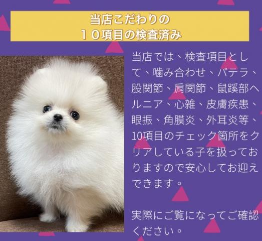 ポメラニアン人気のポメラニアン🌸【プレミアクラス】ふわもこの可愛い子🌸エイプリルのサプライズ特価はお問い合わせください🌸