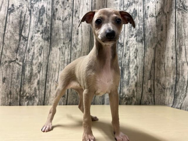 イタリアングレーハウンド