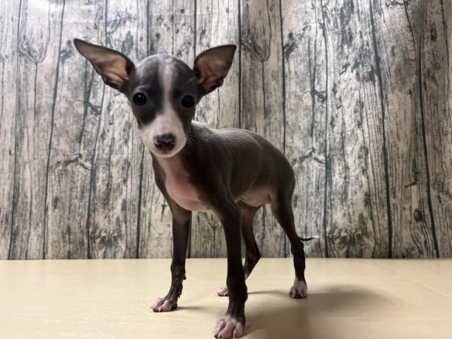 イタリアングレーハウンド