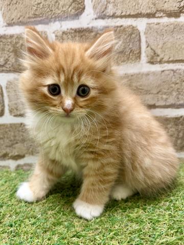 ノルウェージャンフォレストキャット