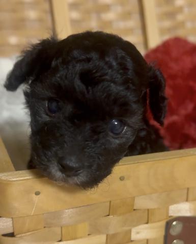 トイプードルタイニープードル