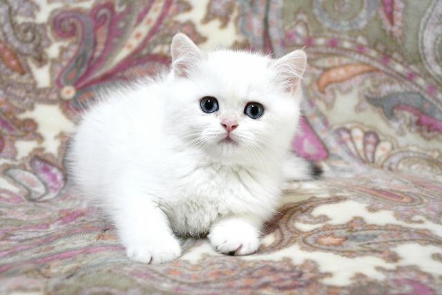 ブリティッシュショートヘア