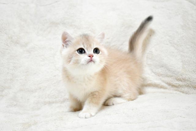 ブリティッシュショートヘア