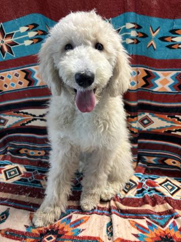 MIXバーニードゥードルF1b