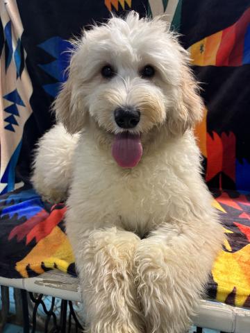 MIXバーニードゥードルF1b