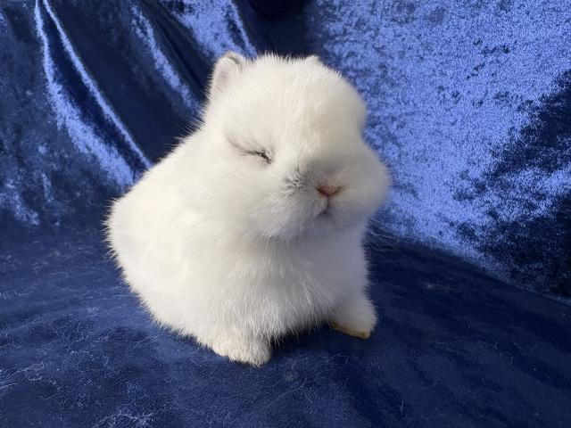 ネザーランドドワーフ