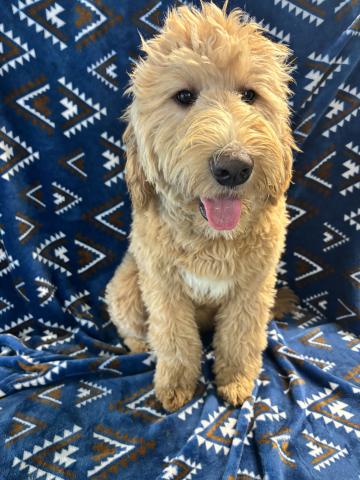 MIXバーニードゥードルF1b