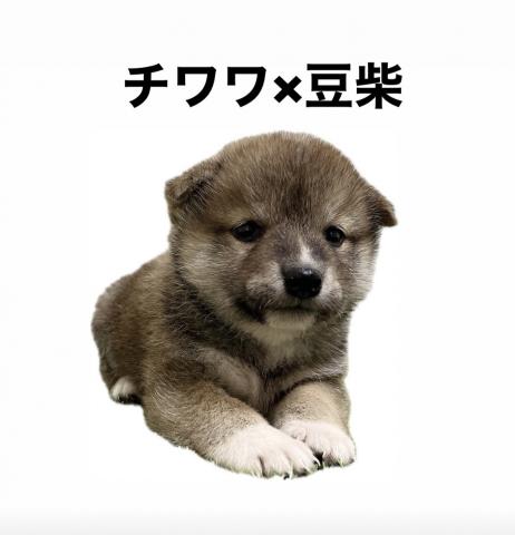 MIX⭐️チワワ×豆柴⭐️