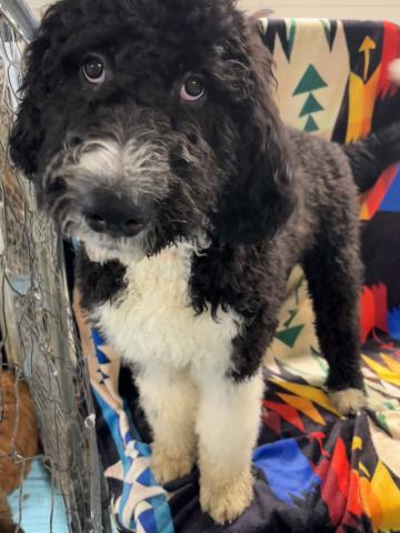 MIXバーニードゥードルF1b