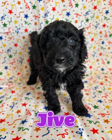 MIXバーニードゥードル