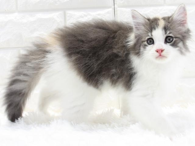 ノルウェージャンフォレストキャット