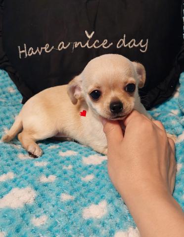 チワワ（スムースコート）