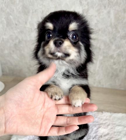 チワワ（ロングコート）