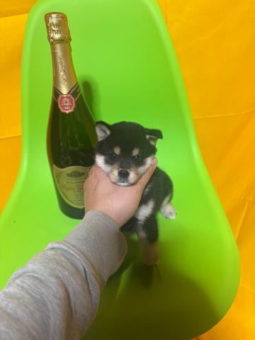 柴犬極小豆柴2.9kg予想成犬時✨