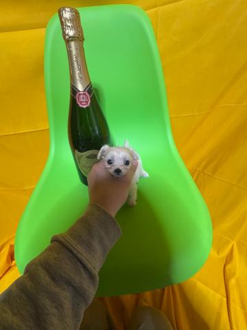 MIX超極小ロイヤルマルプー0.9kg成犬時予想✨