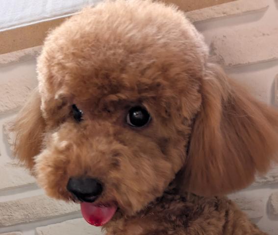 トイプードルタイニー～トイプードル予想