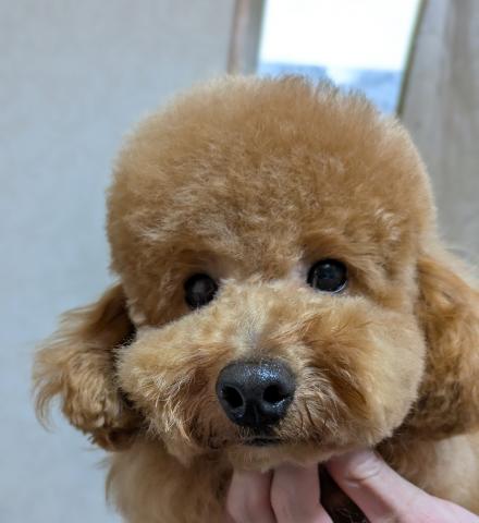 トイプードルタイニー～トイプードル予想