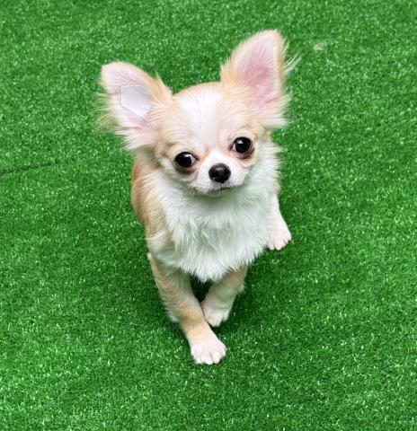 チワワ（ロングコート）