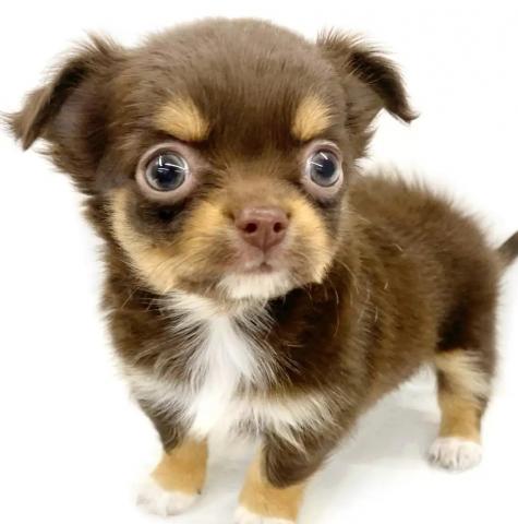 チワワ（ロングコート）