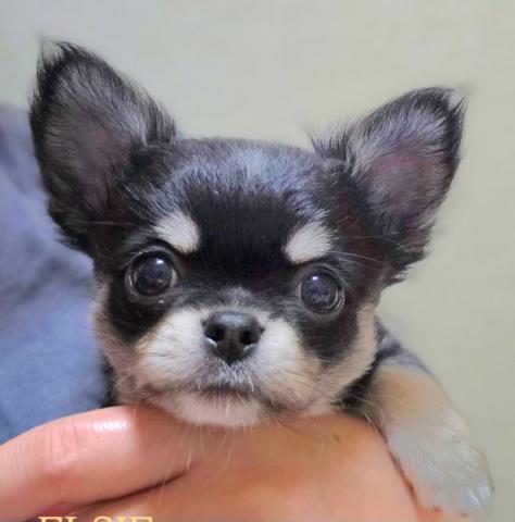 チワワ（ロングコート）